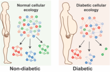 Non-diabetic vs Diabetic tissues